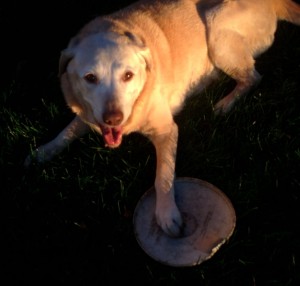 Fred with her taped up Frisbee
